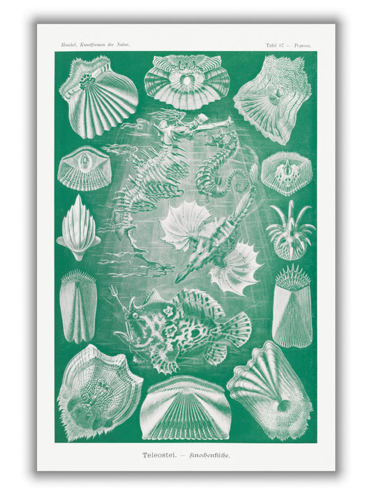 Teleostei–Knochenfische by Ernst Haeckel