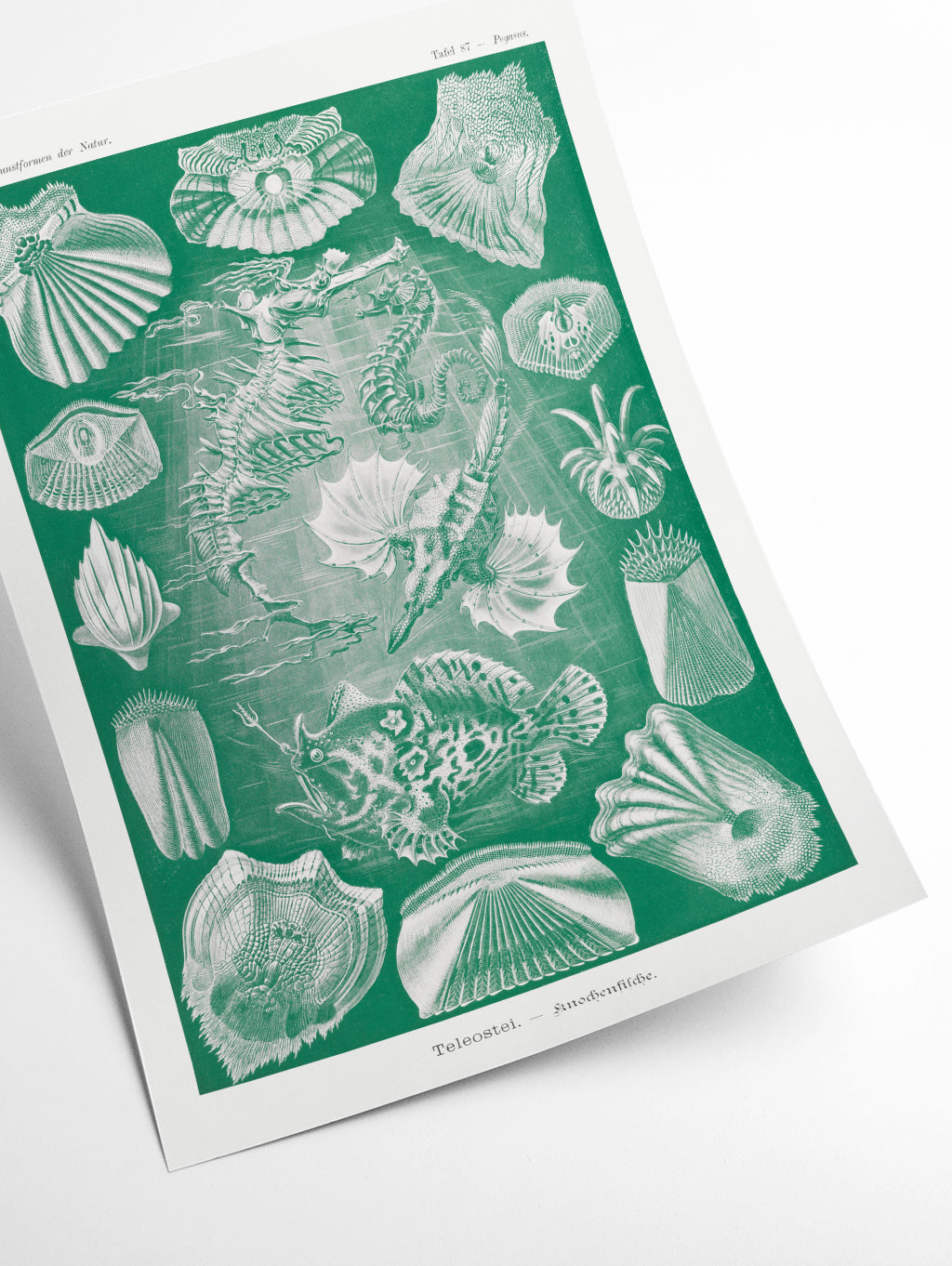 Teleostei–Knochenfische by Ernst Haeckel