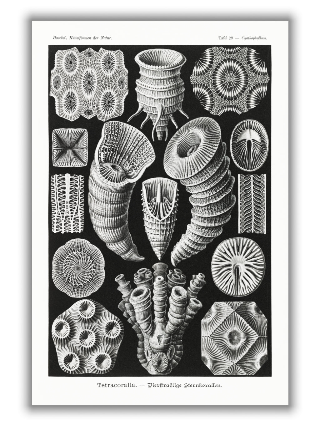 Tetracoralla–Bierstrahlige Sternkorallen by Ernst Haeckel