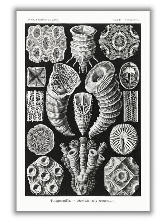 Tetracoralla–Bierstrahlige Sternkorallen by Ernst Haeckel