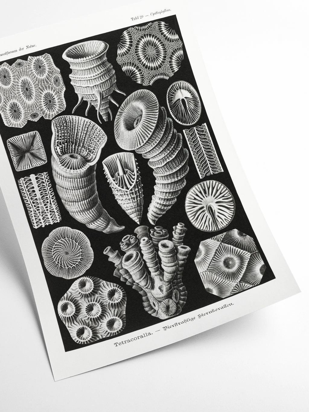 Tetracoralla–Bierstrahlige Sternkorallen by Ernst Haeckel