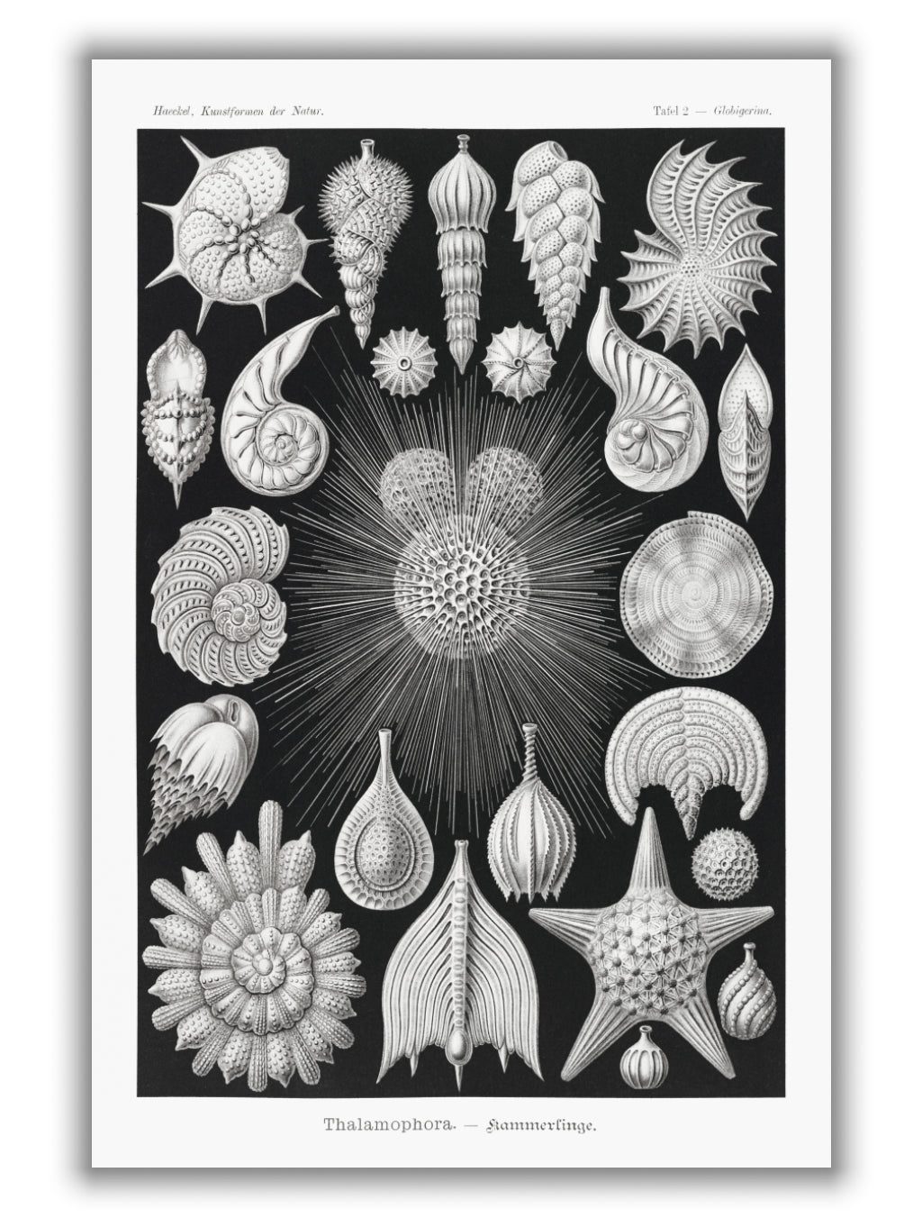 Thalamophora–Kammerlinge I by Ernst Haeckel