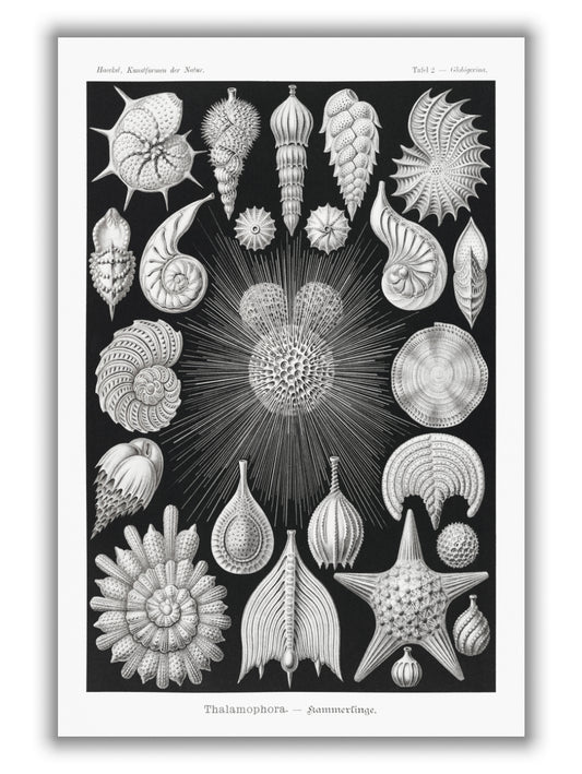 Thalamophora–Kammerlinge I by Ernst Haeckel