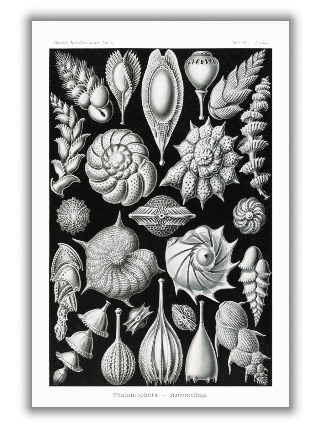Thalamophora–Kammerlinge II by Ernst Haeckel