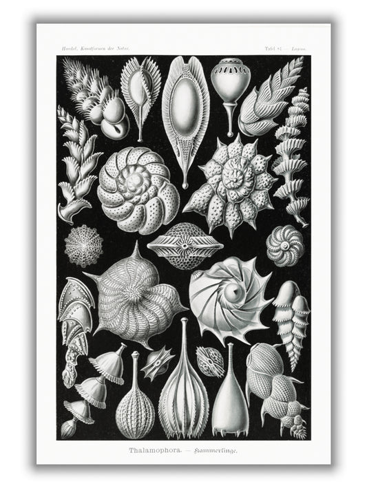 Thalamophora–Kammerlinge II by Ernst Haeckel