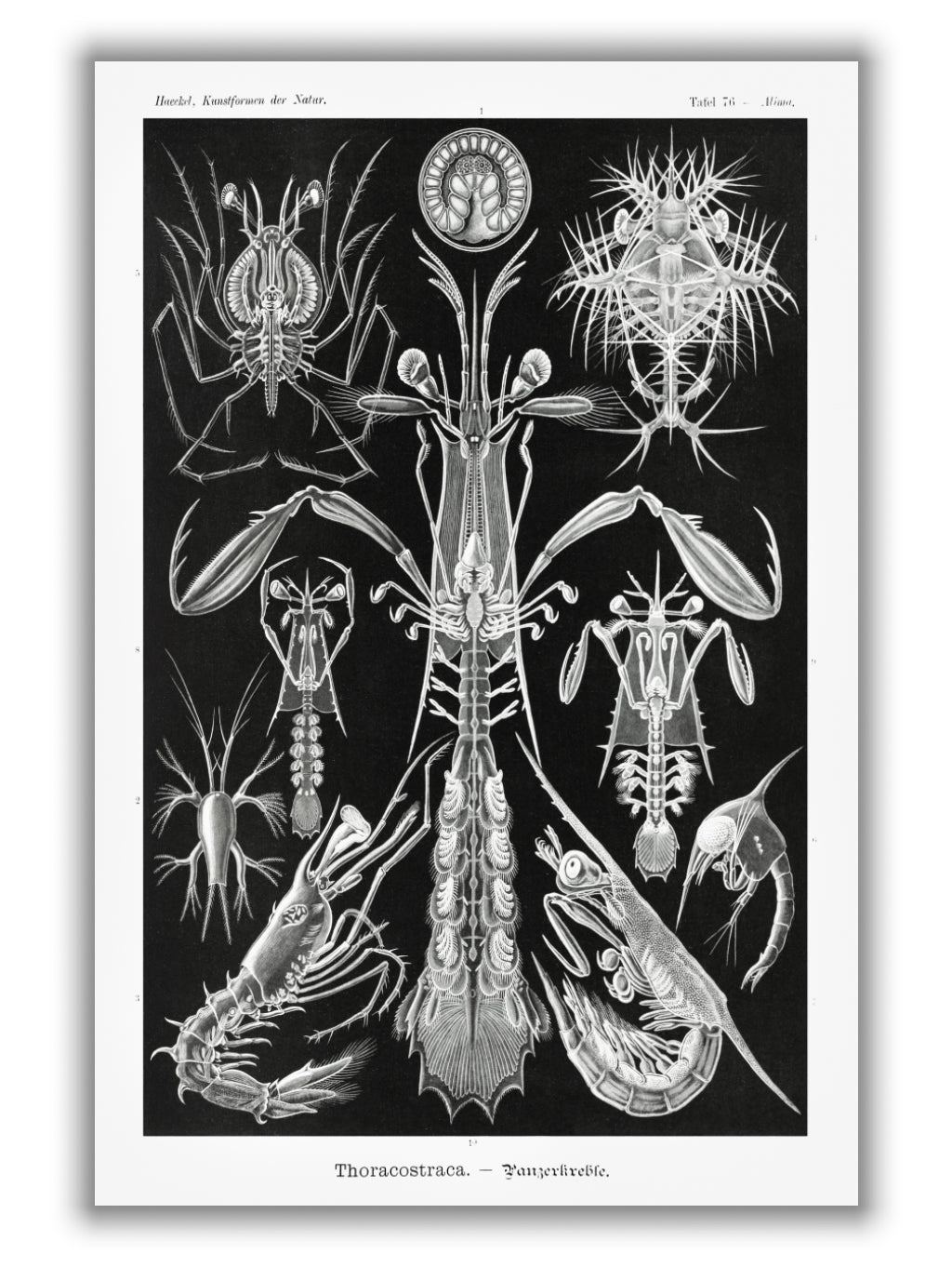 Thoracostraca–Panzerkrebse by Ernst Haeckel