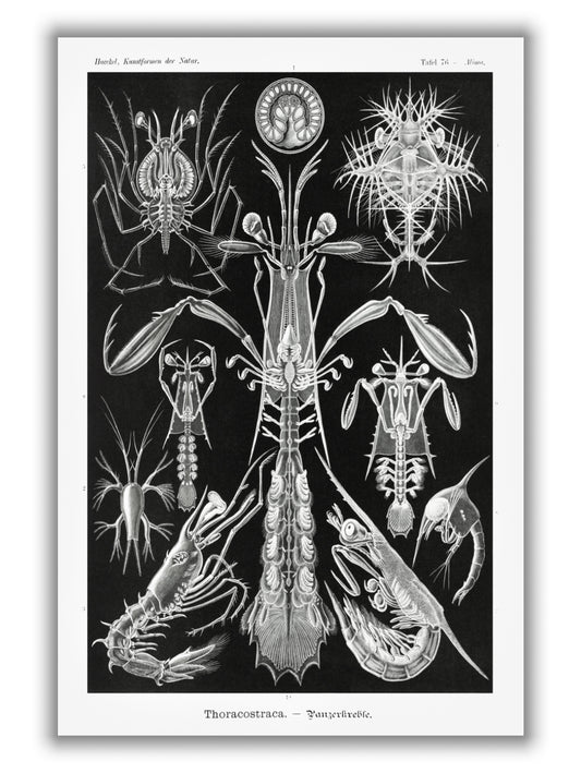 Thoracostraca–Panzerkrebse by Ernst Haeckel