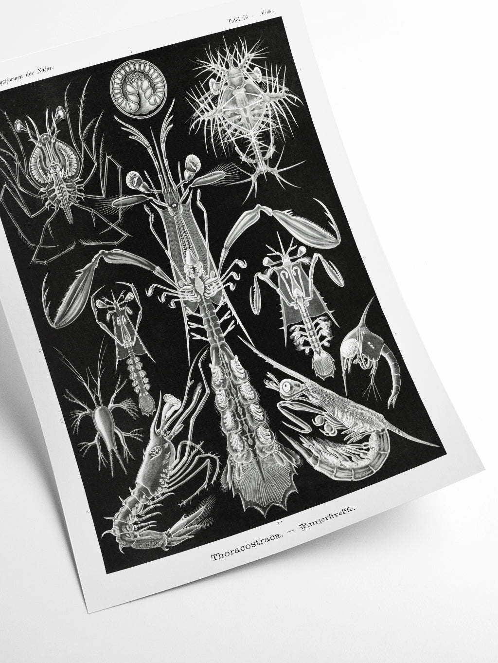 Thoracostraca–Panzerkrebse by Ernst Haeckel