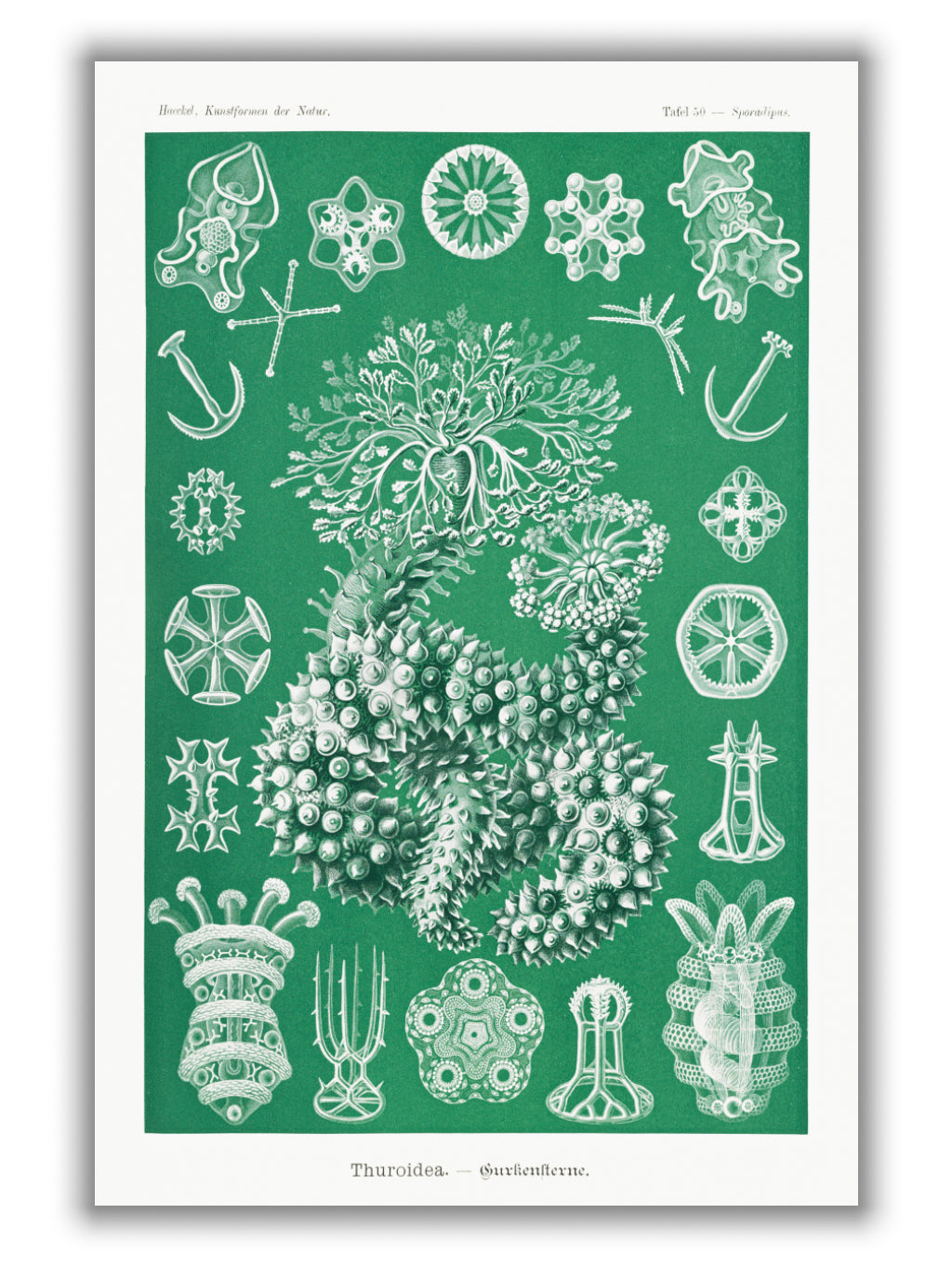 Thuroidea–Gurkensterne by Ernst Haeckel