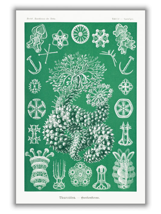 Thuroidea–Gurkensterne by Ernst Haeckel