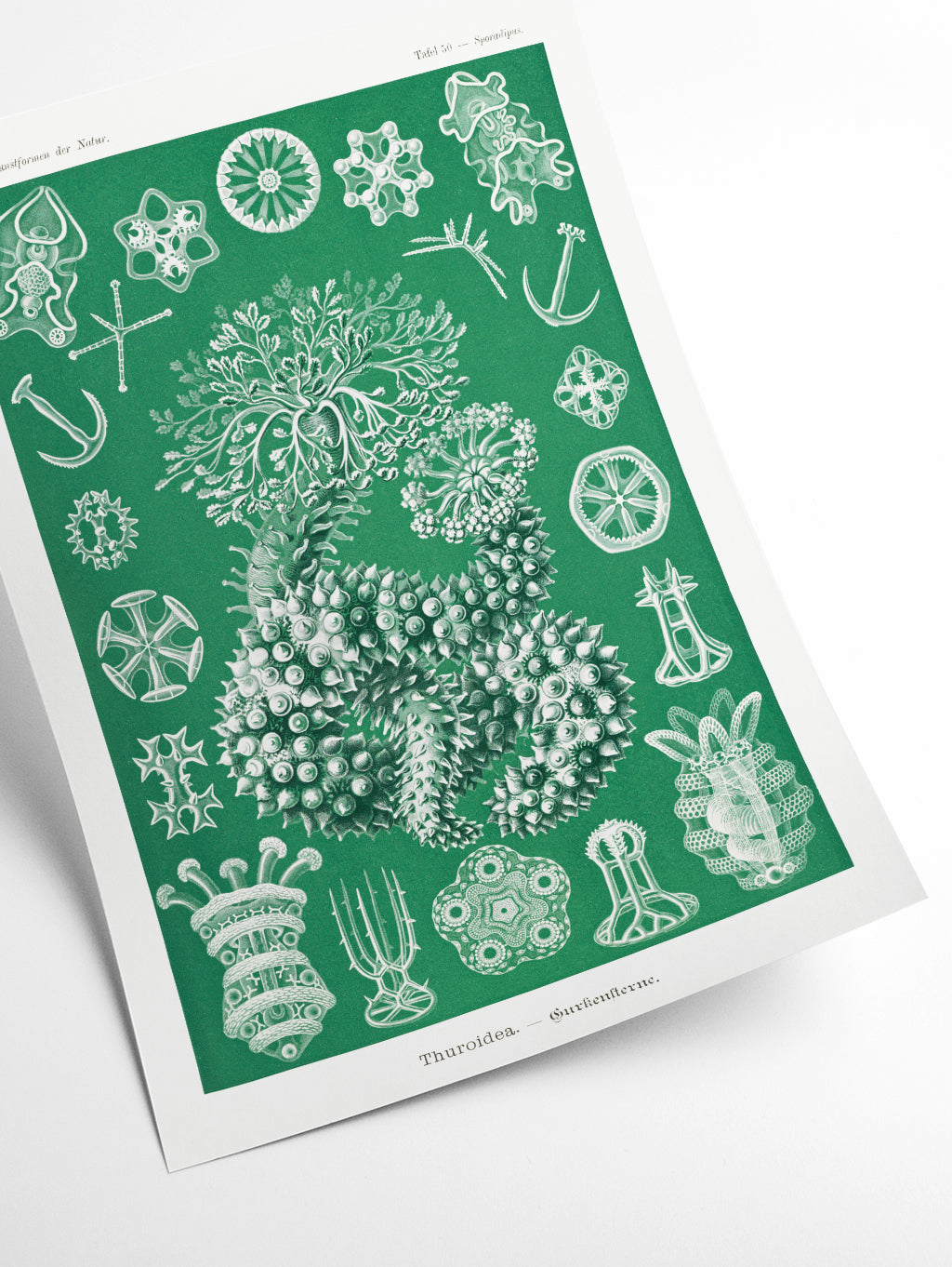 Thuroidea–Gurkensterne by Ernst Haeckel