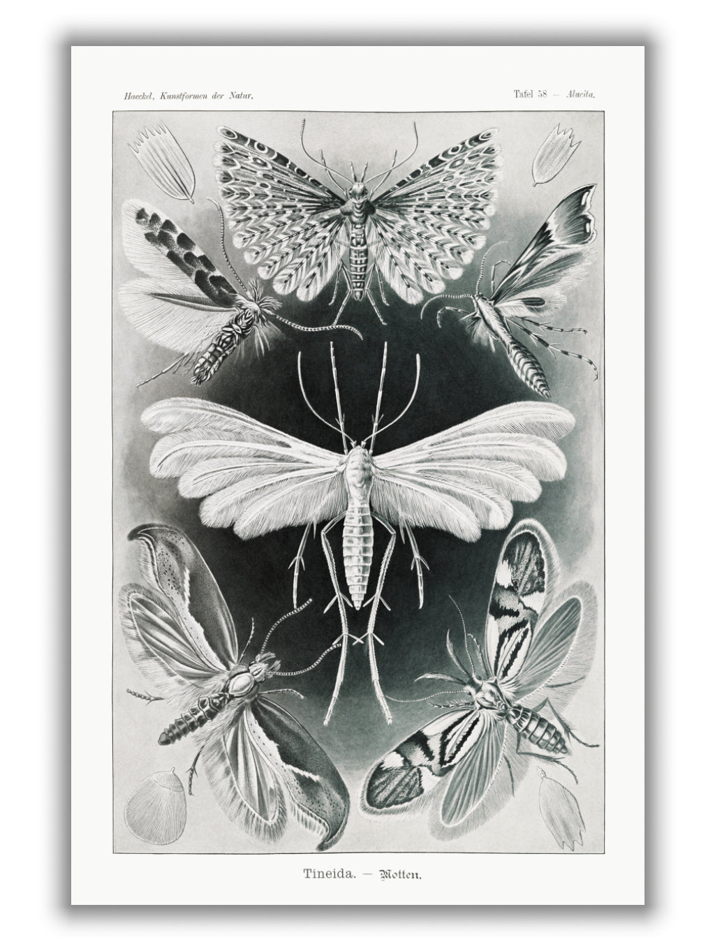 Tineida–Motten by Ernst Haeckel
