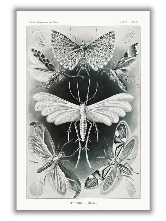 Tineida–Motten by Ernst Haeckel