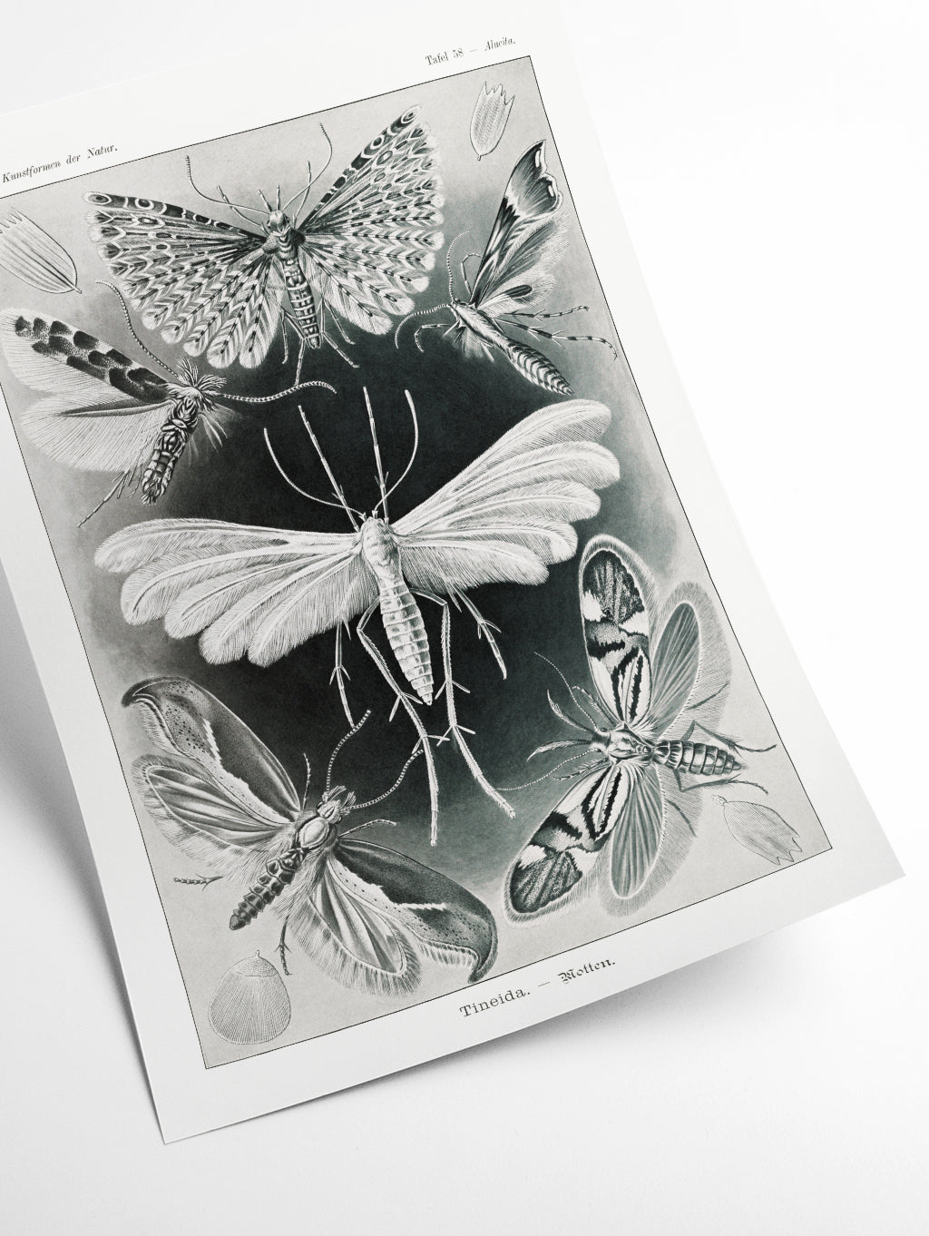 Tineida–Motten by Ernst Haeckel