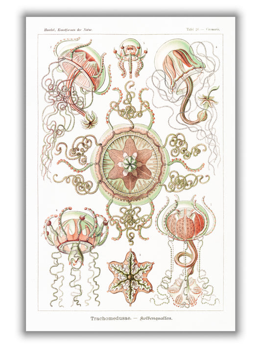 Trachomedusae–Kolbenquallen by Ernst Haeckel