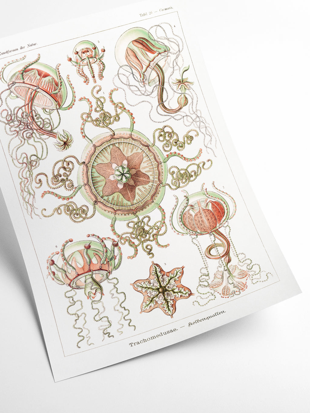 Trachomedusae–Kolbenquallen by Ernst Haeckel
