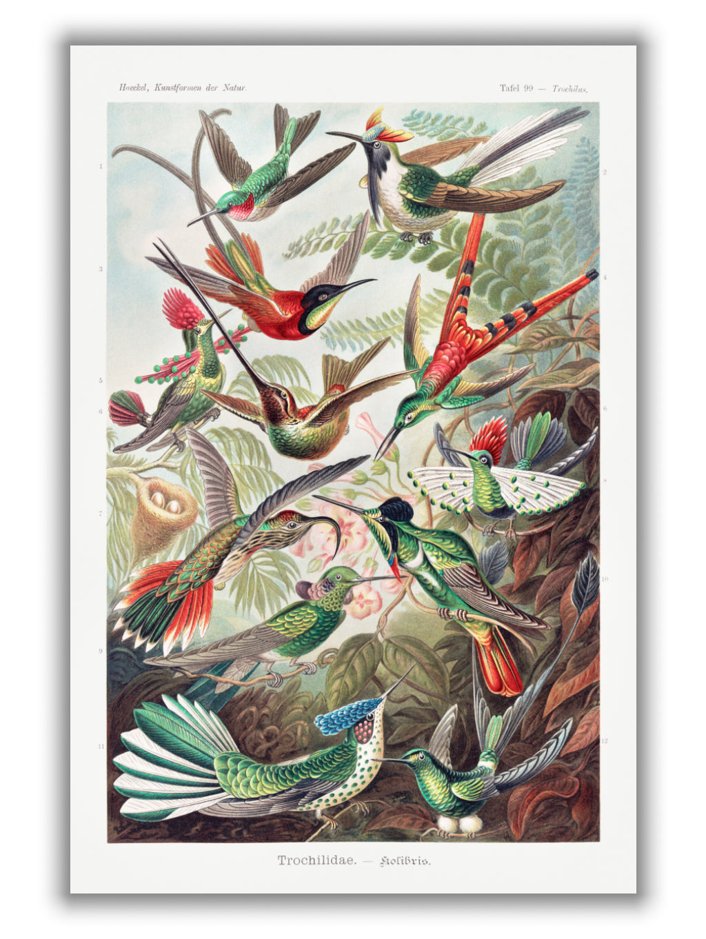 Trochilidae–Kolibris by Ernst Haeckel