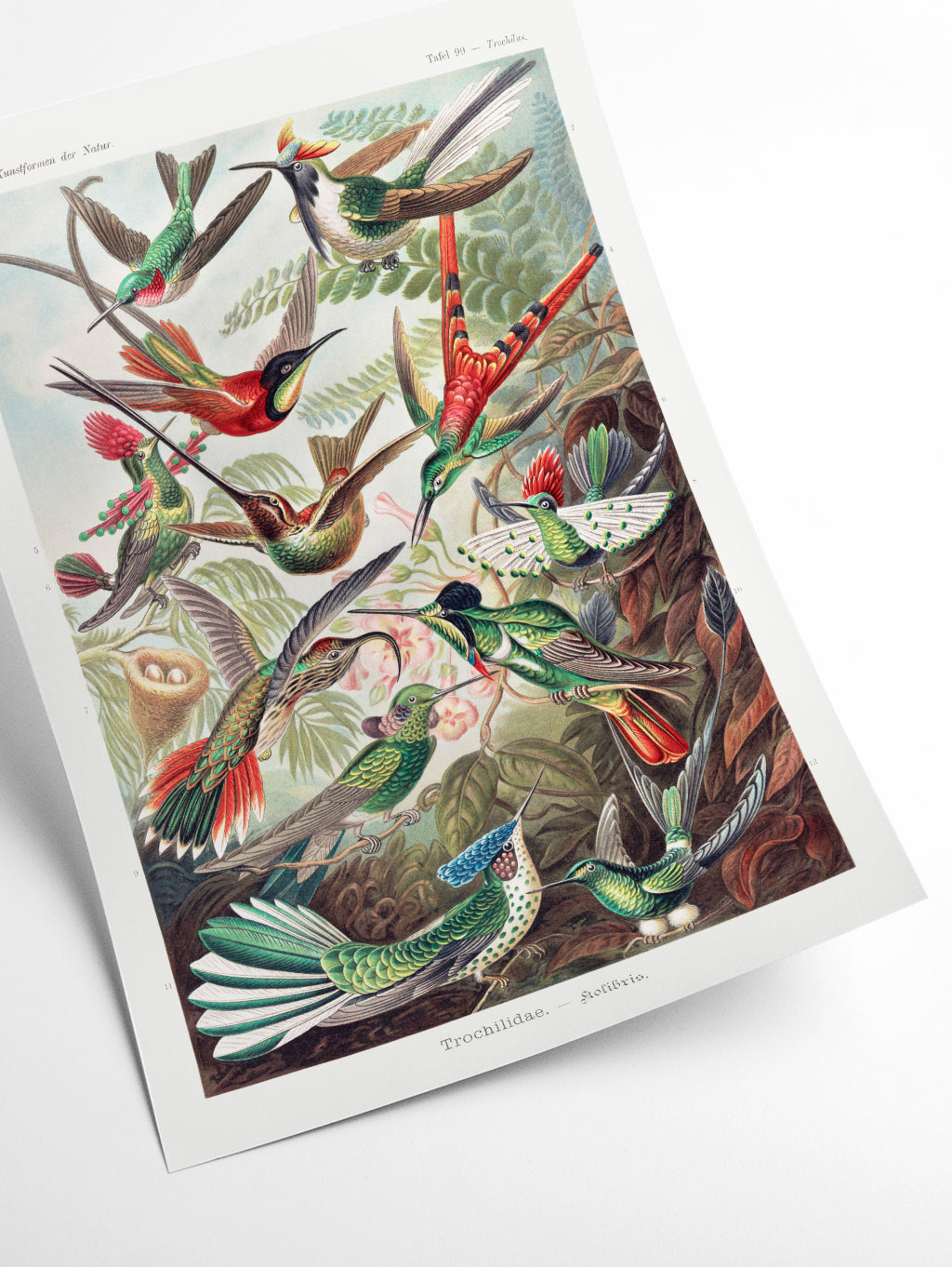 Trochilidae–Kolibris by Ernst Haeckel