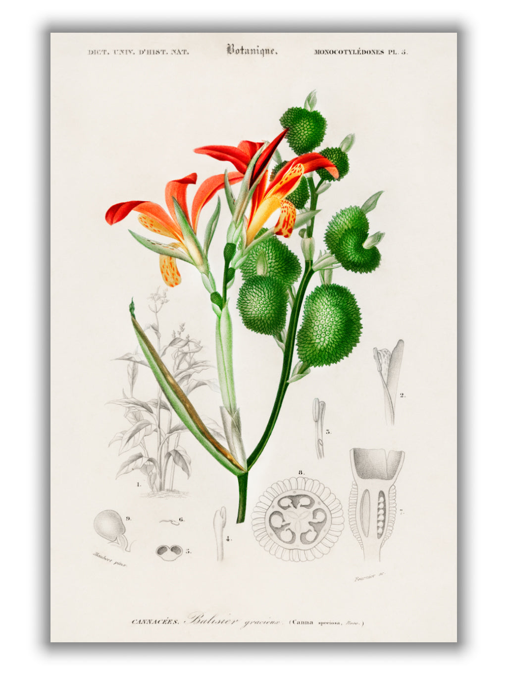 Anna speciosa
