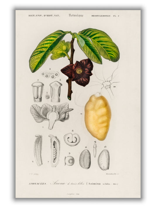 Asimina triloba