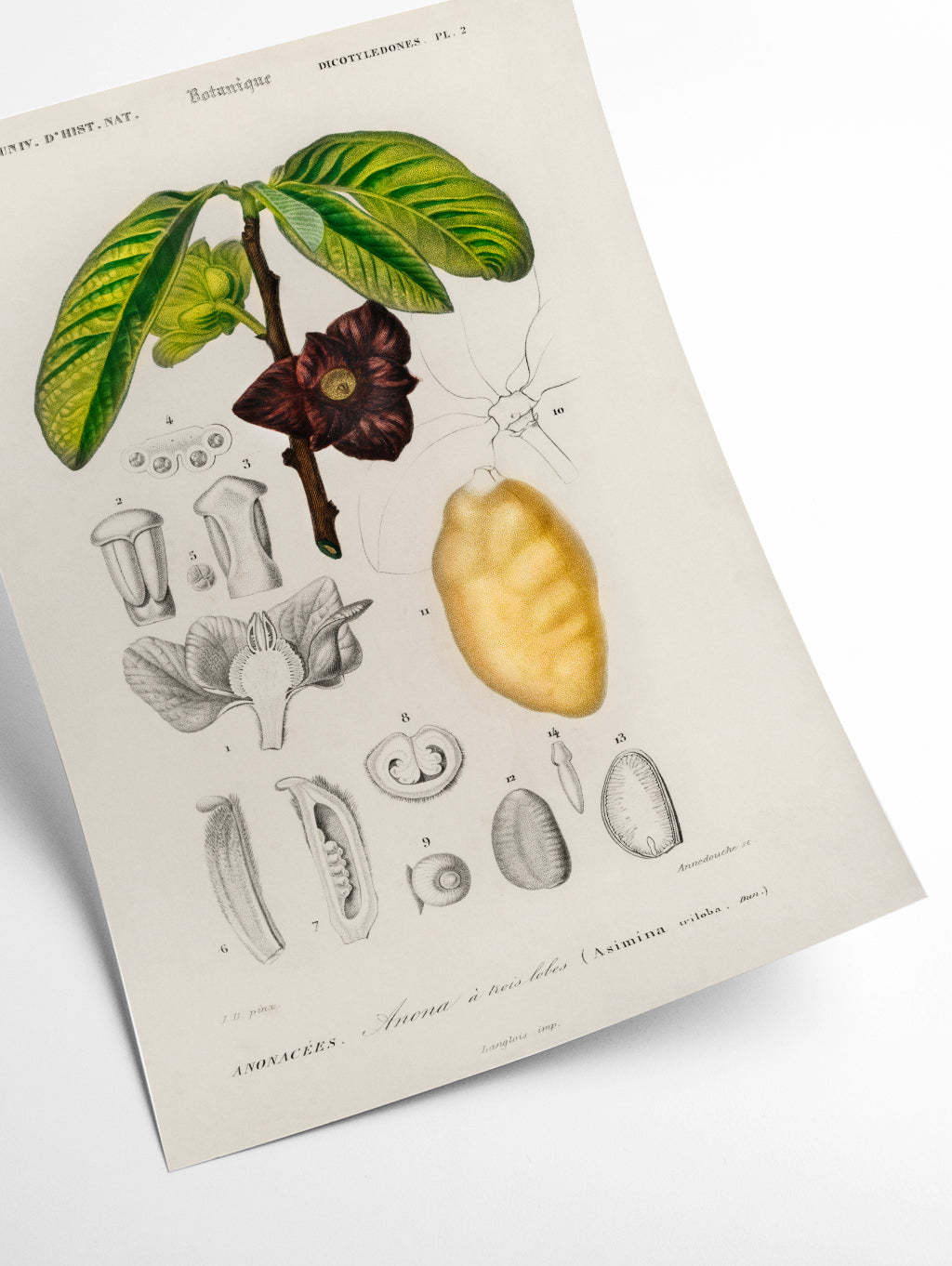 Asimina triloba