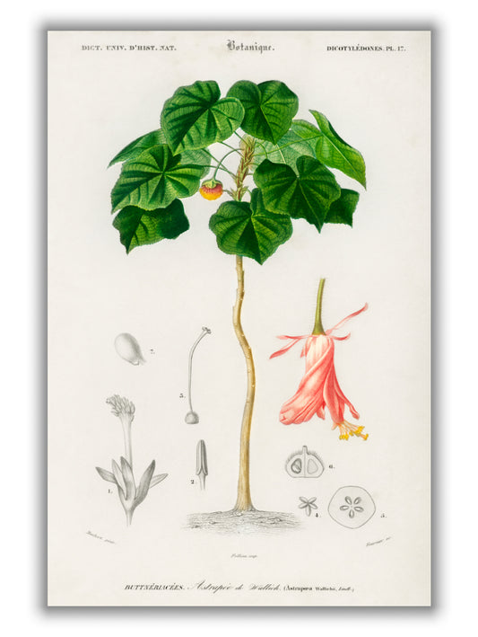 Astrapoea Wallichii