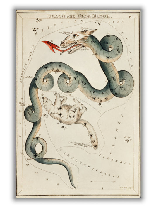 Astronomical chart illustration of the Draco and the Ursa Minor