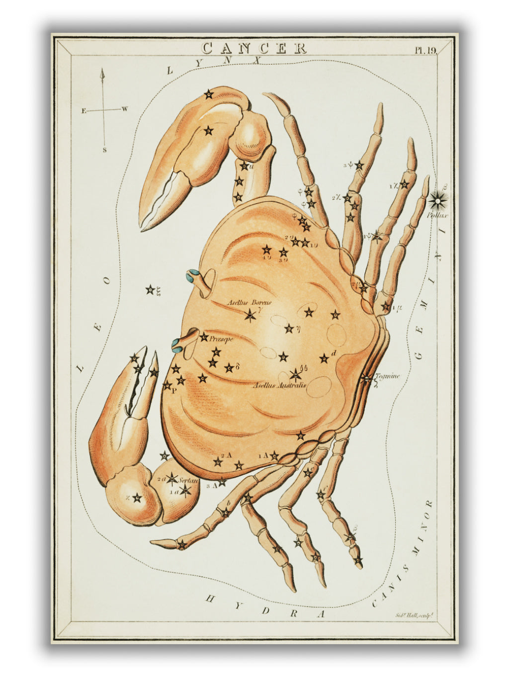 Astronomical chart illustration of the zodiac Cancer