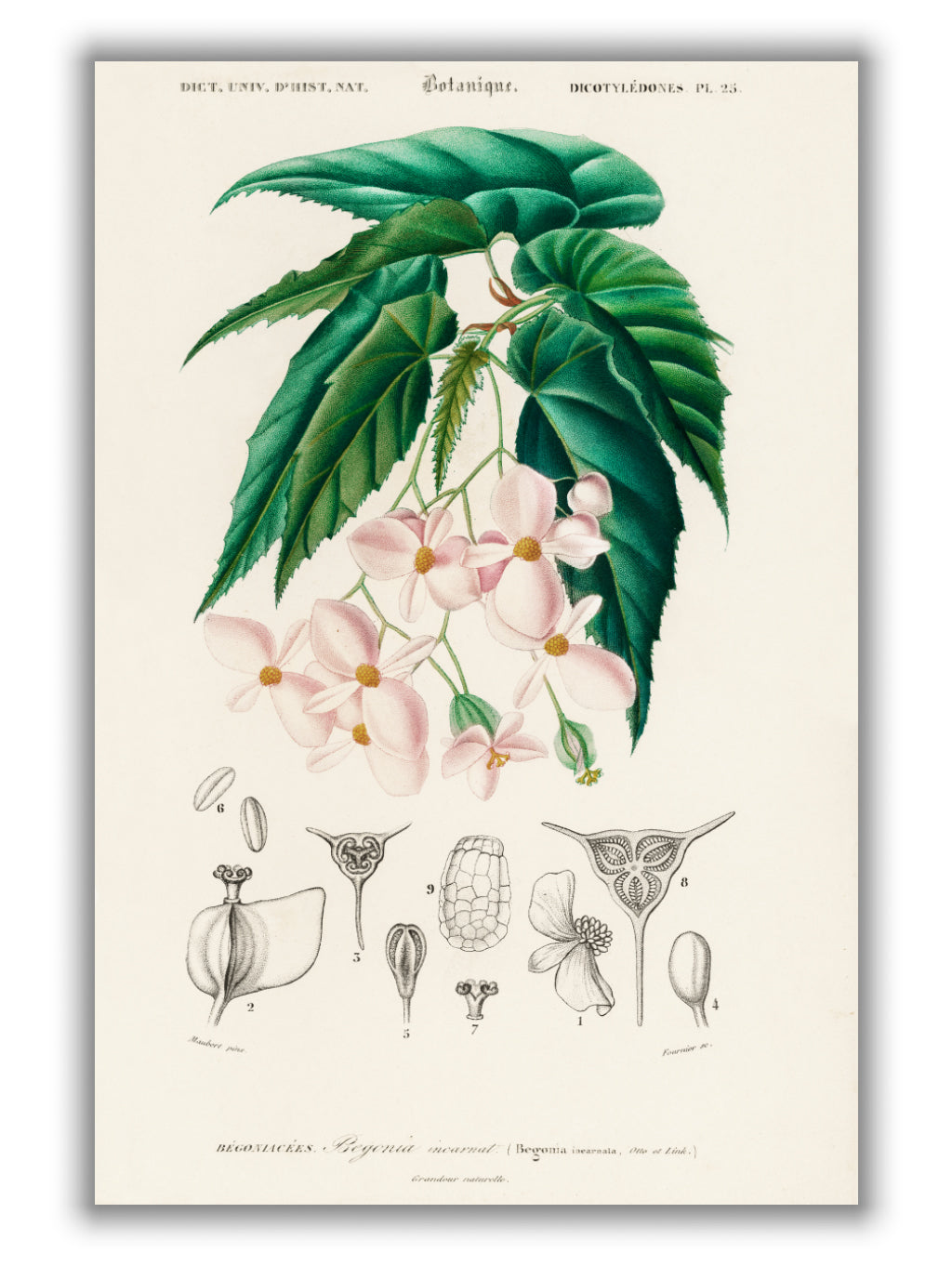Begonia