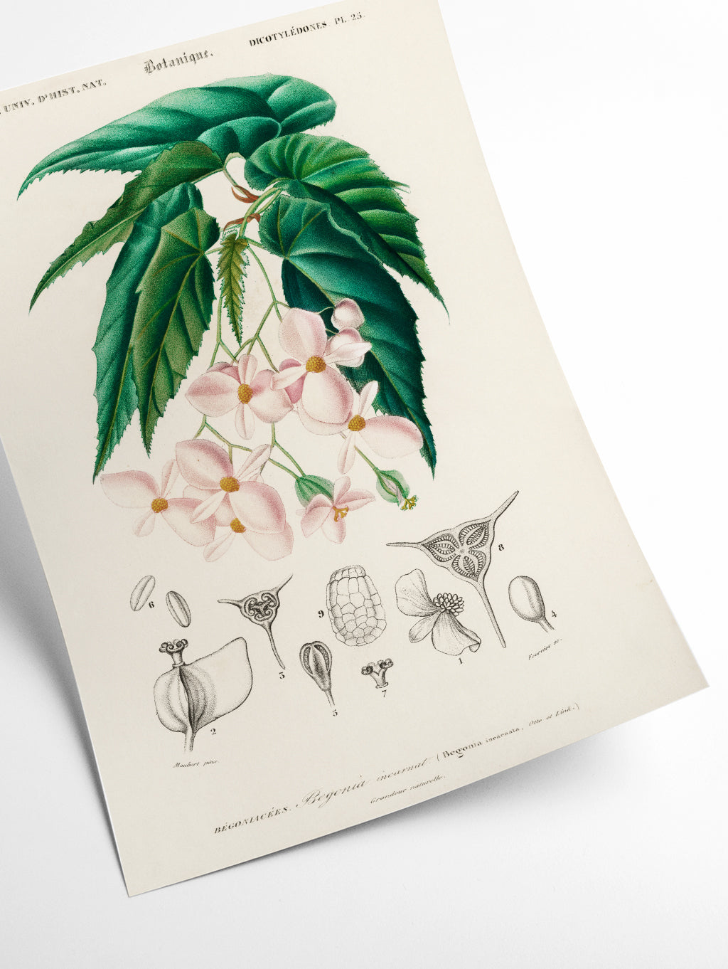 Begonia