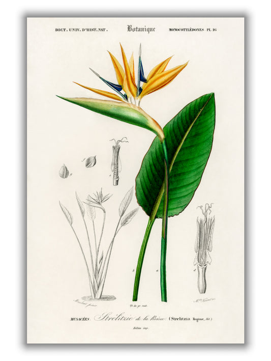 Bird of paradise