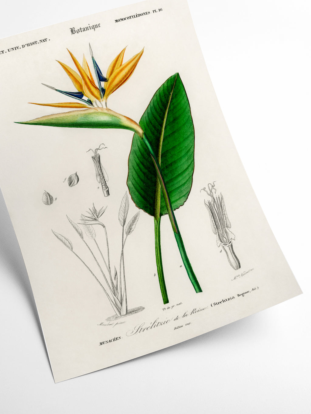 Bird of paradise