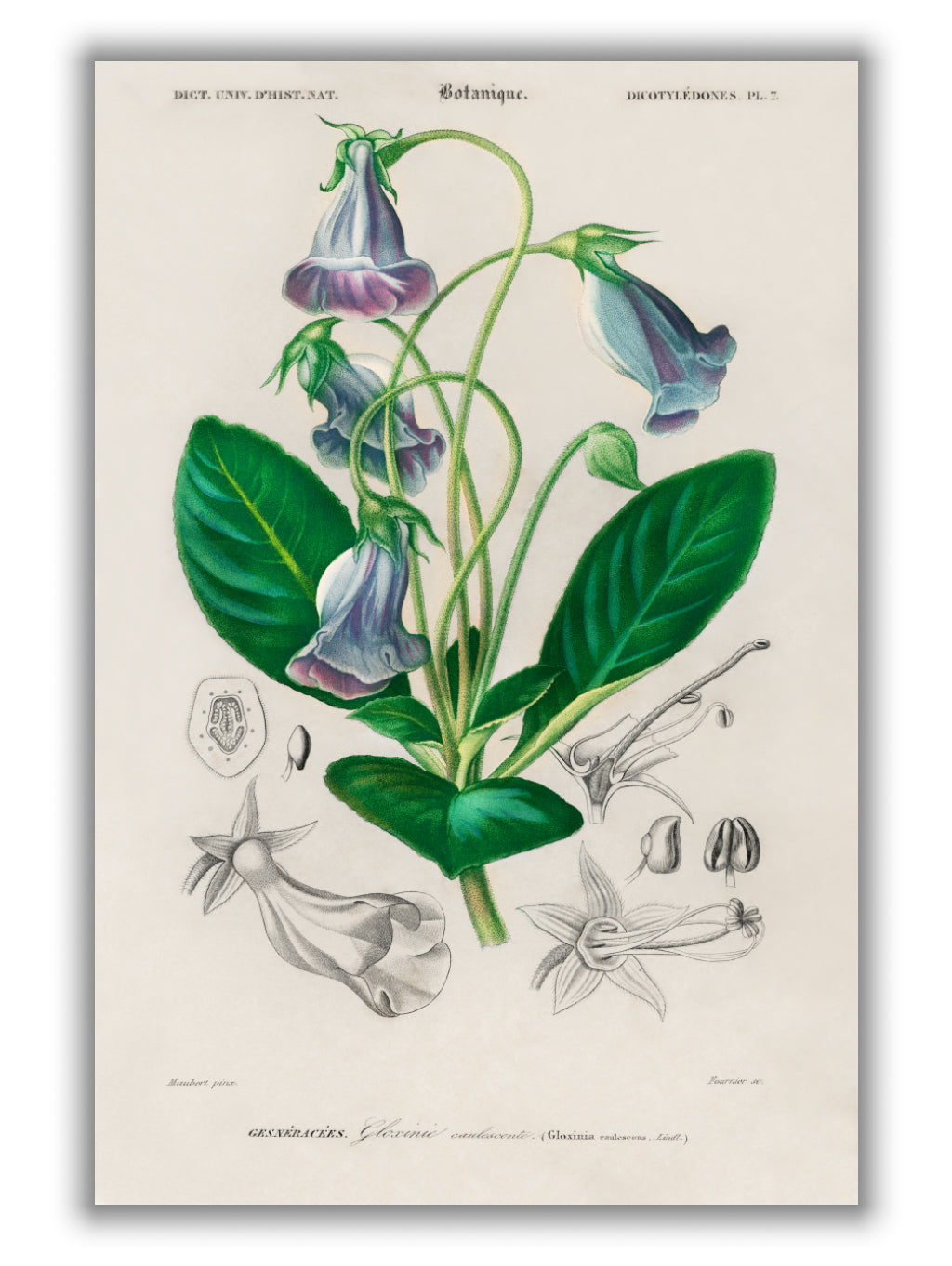 Brazilian gloxinia