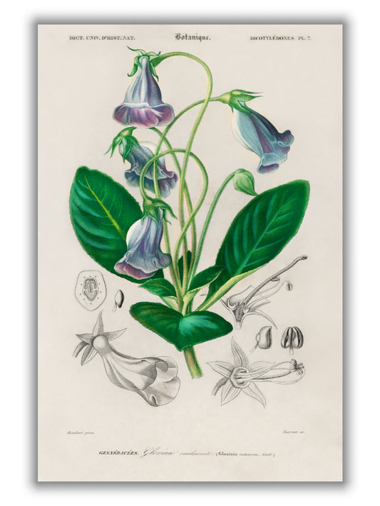 Brazilian gloxinia