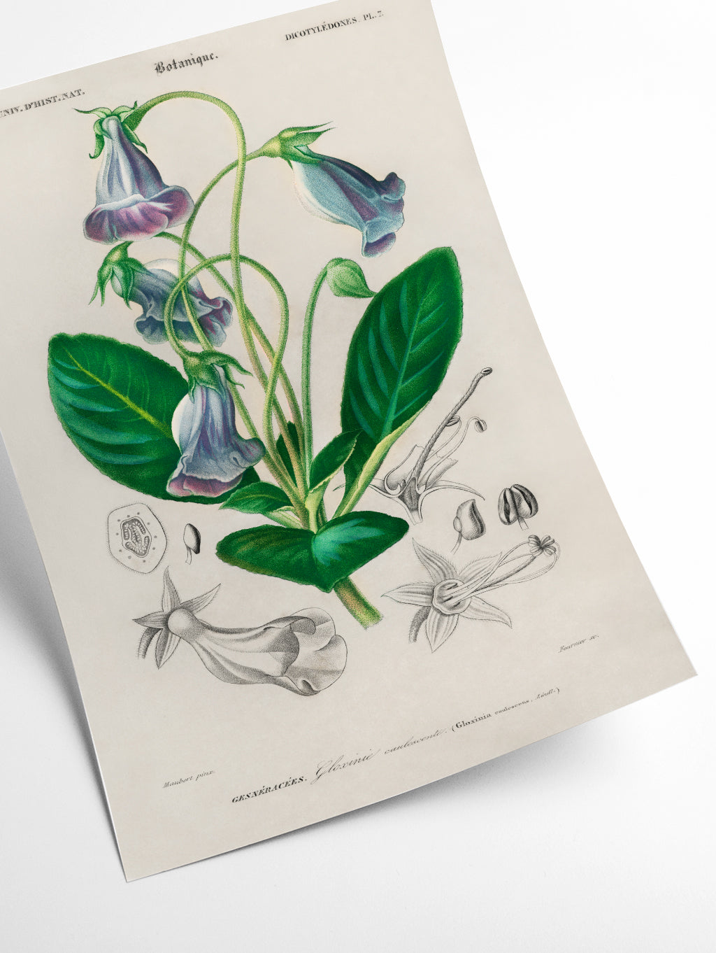 Brazilian gloxinia