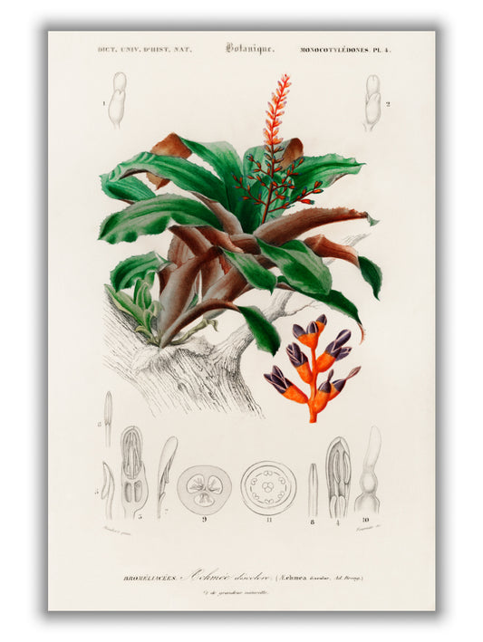 Bromeliad