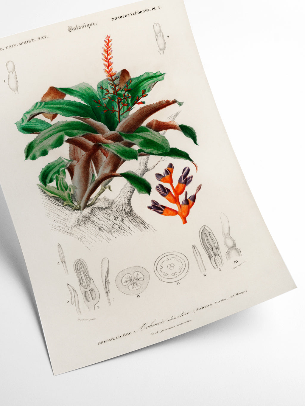 Bromeliad