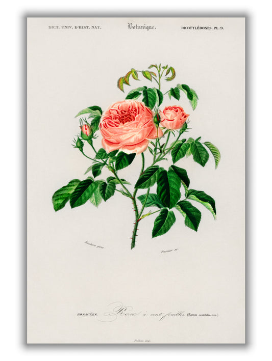 Cabbage Rose