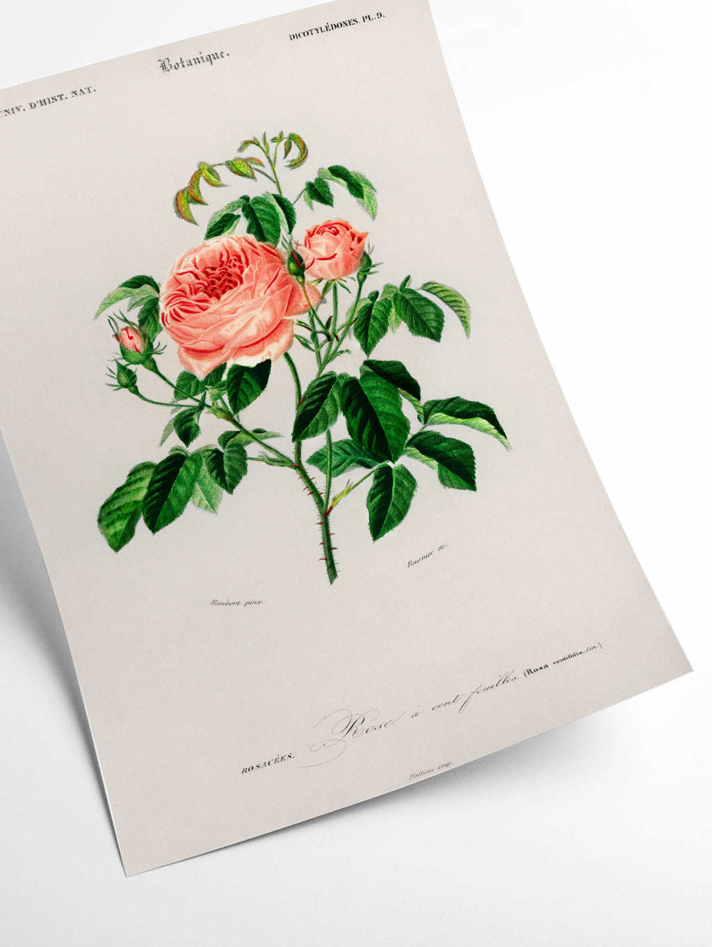Cabbage Rose