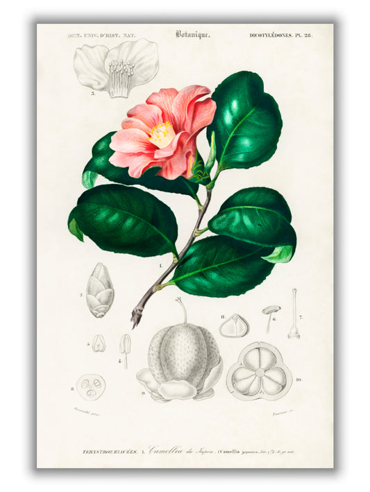 Camellia japonica