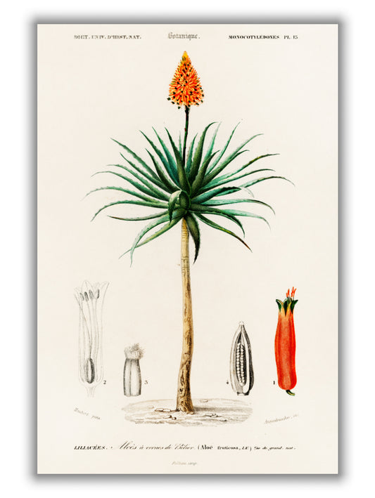 Candelabra aloe