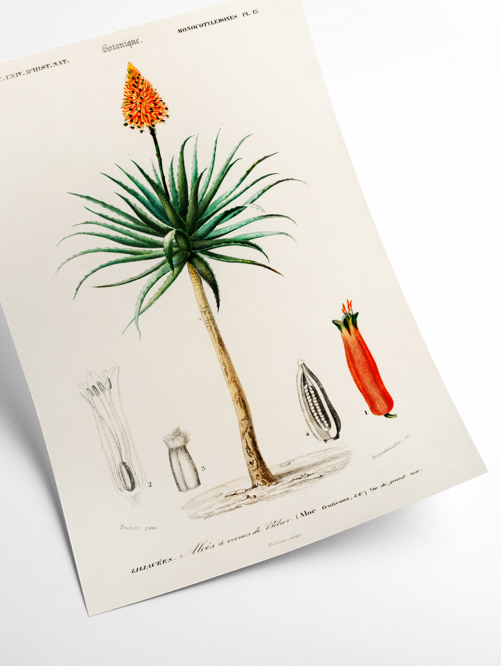 Candelabra aloe