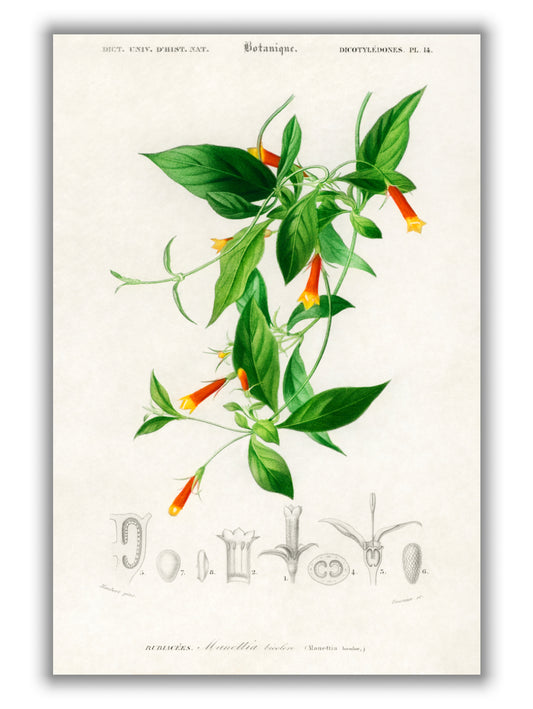 Candy corn Vine (Manettia bicolor)