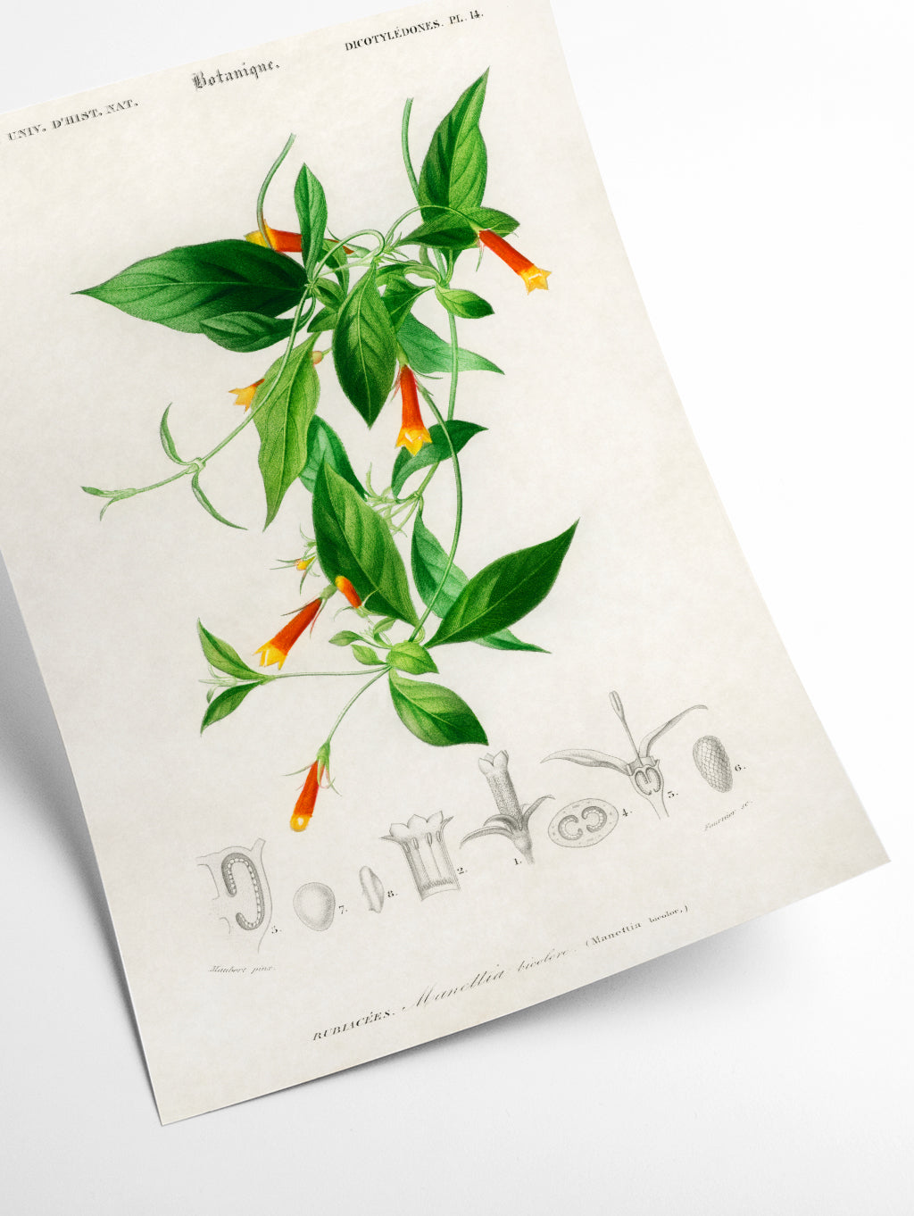 Candy corn Vine (Manettia bicolor)