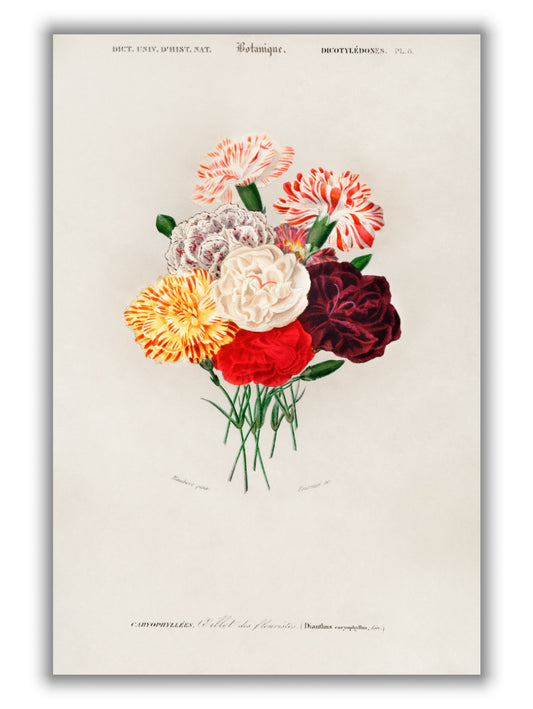Carnation