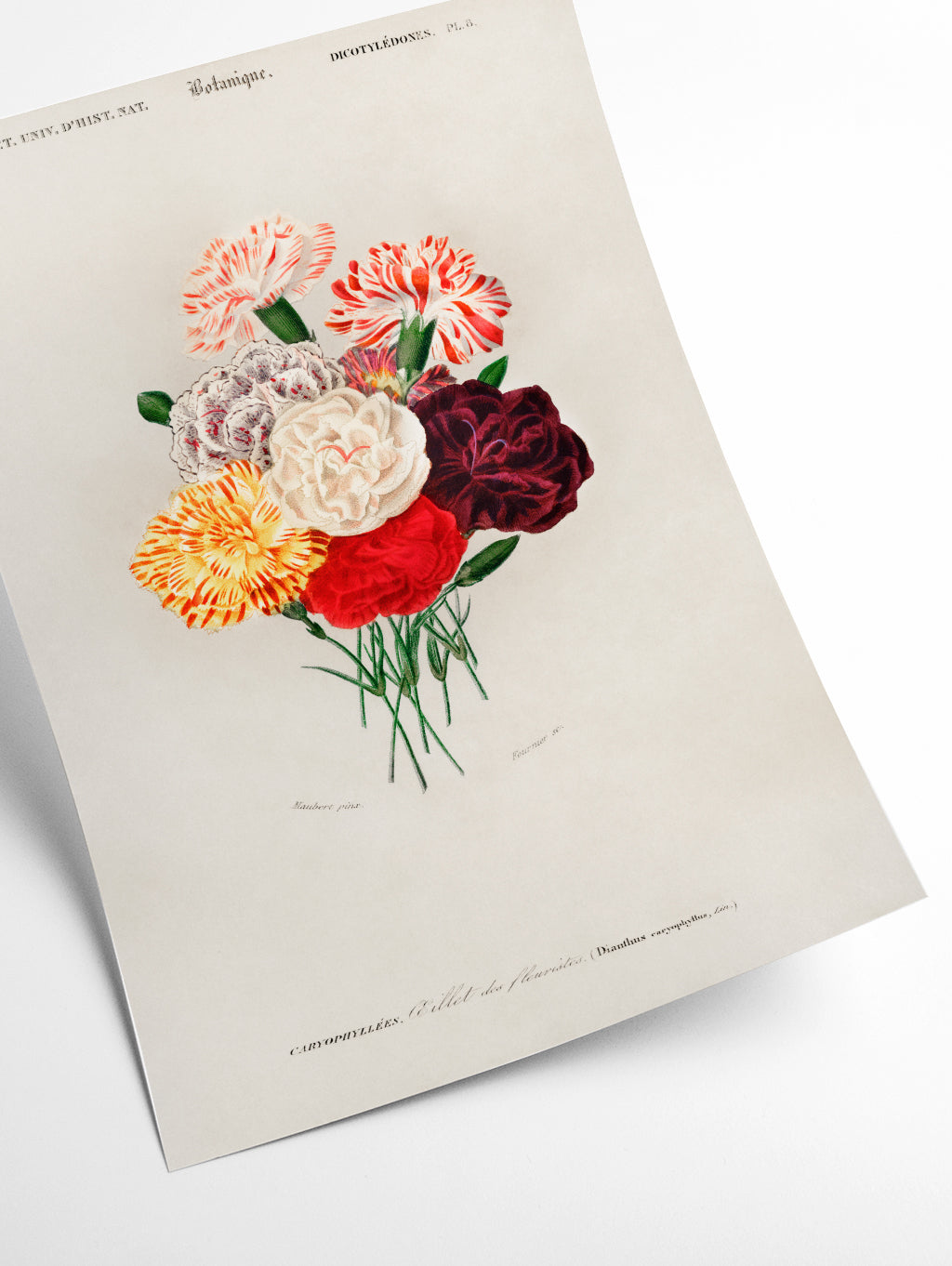 Carnation