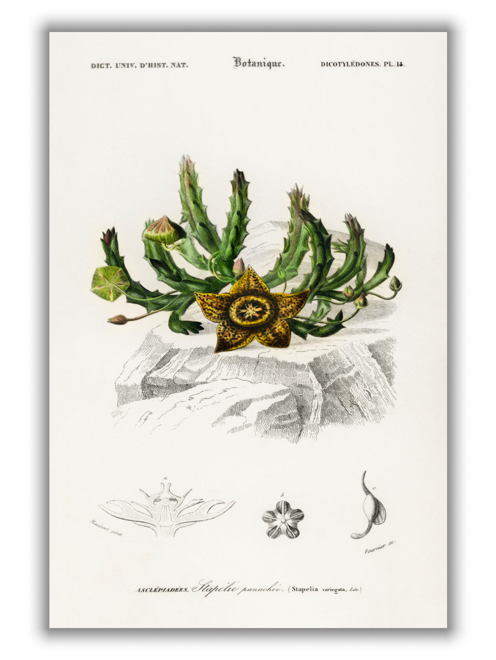 Carrion-flower