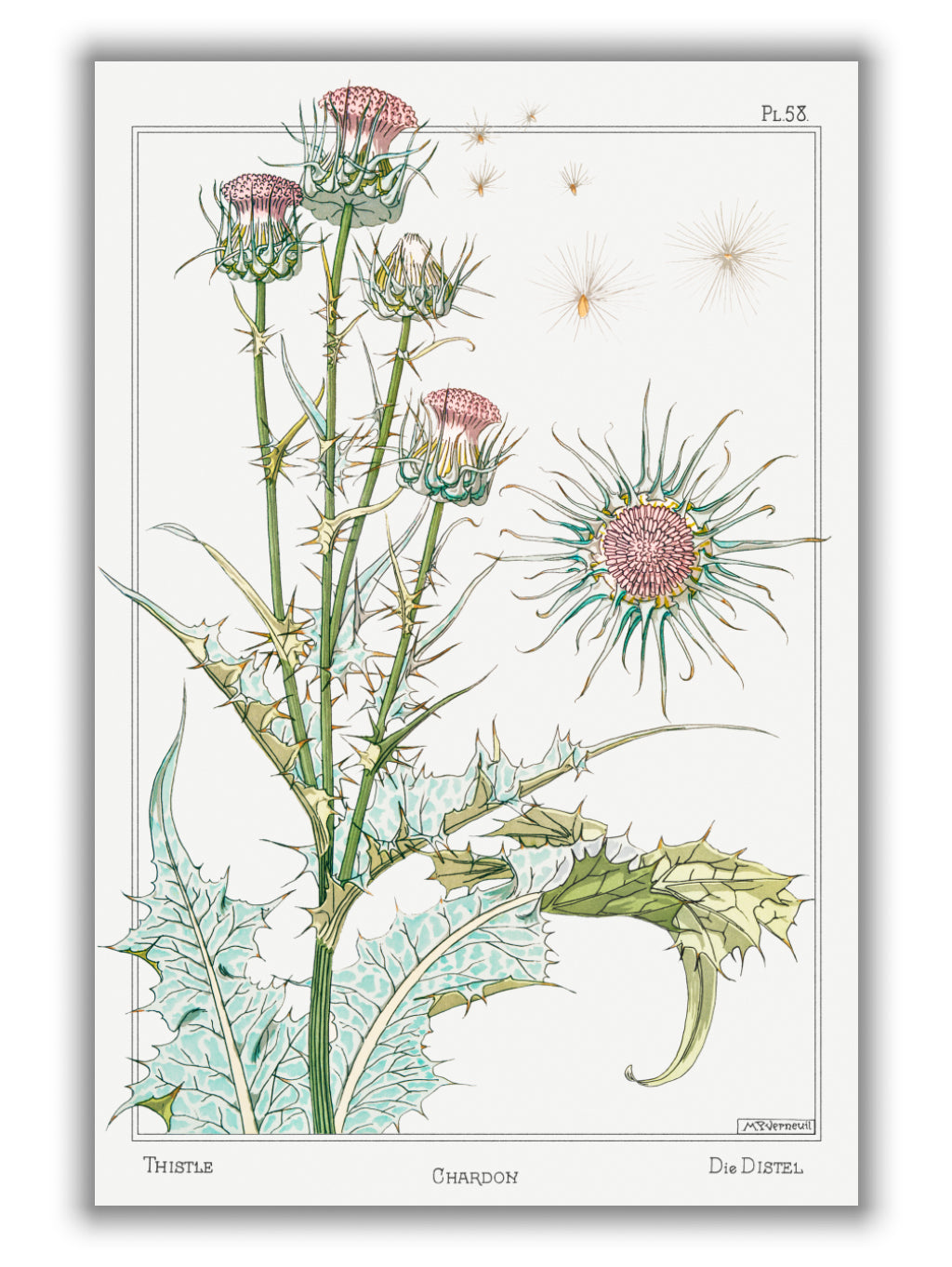 Chardon (thistle) by Maurice Pillard Verneuil