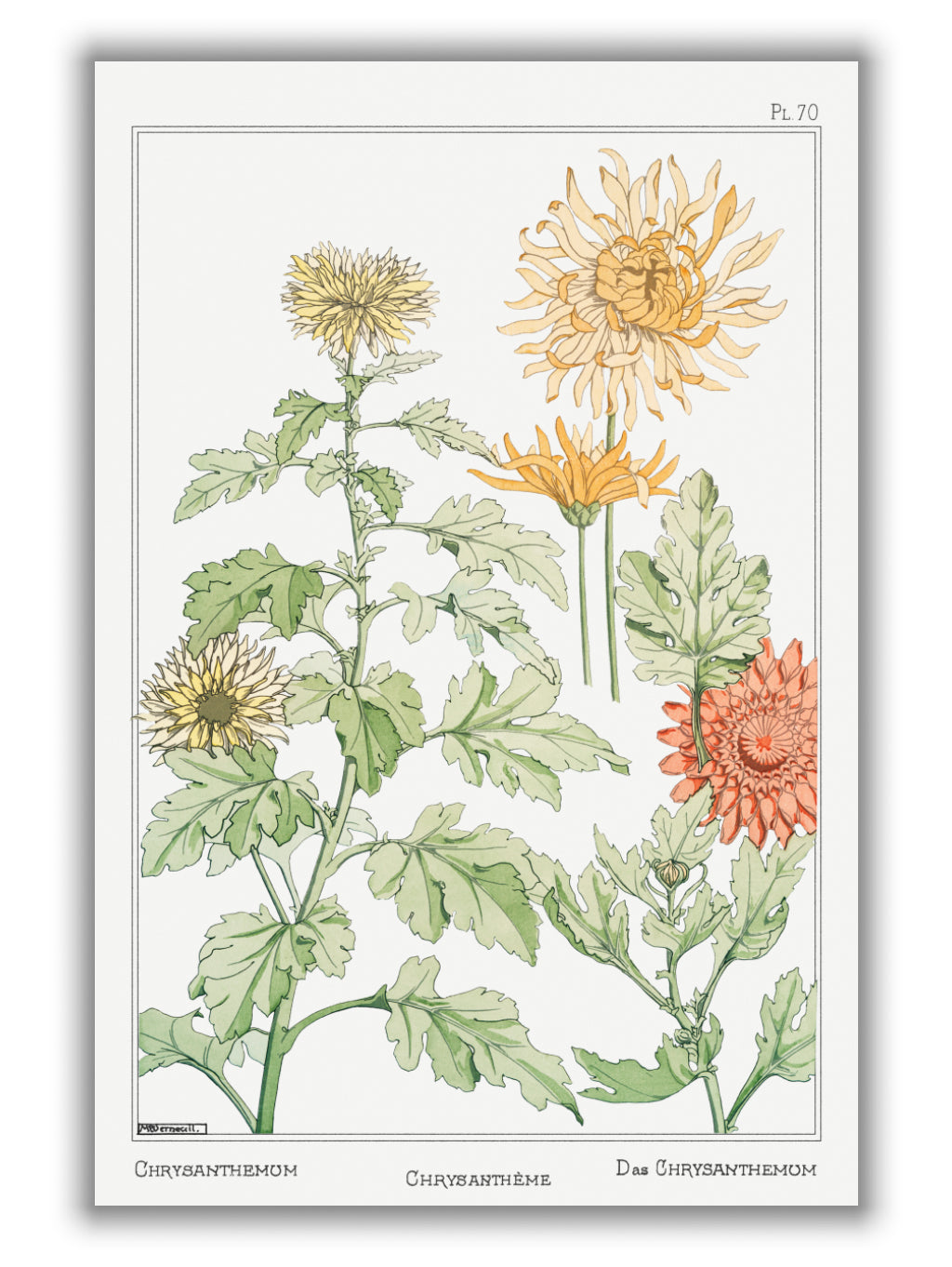 Chrysanthème (chrysanthemum) by Maurice Pillard Verneuil