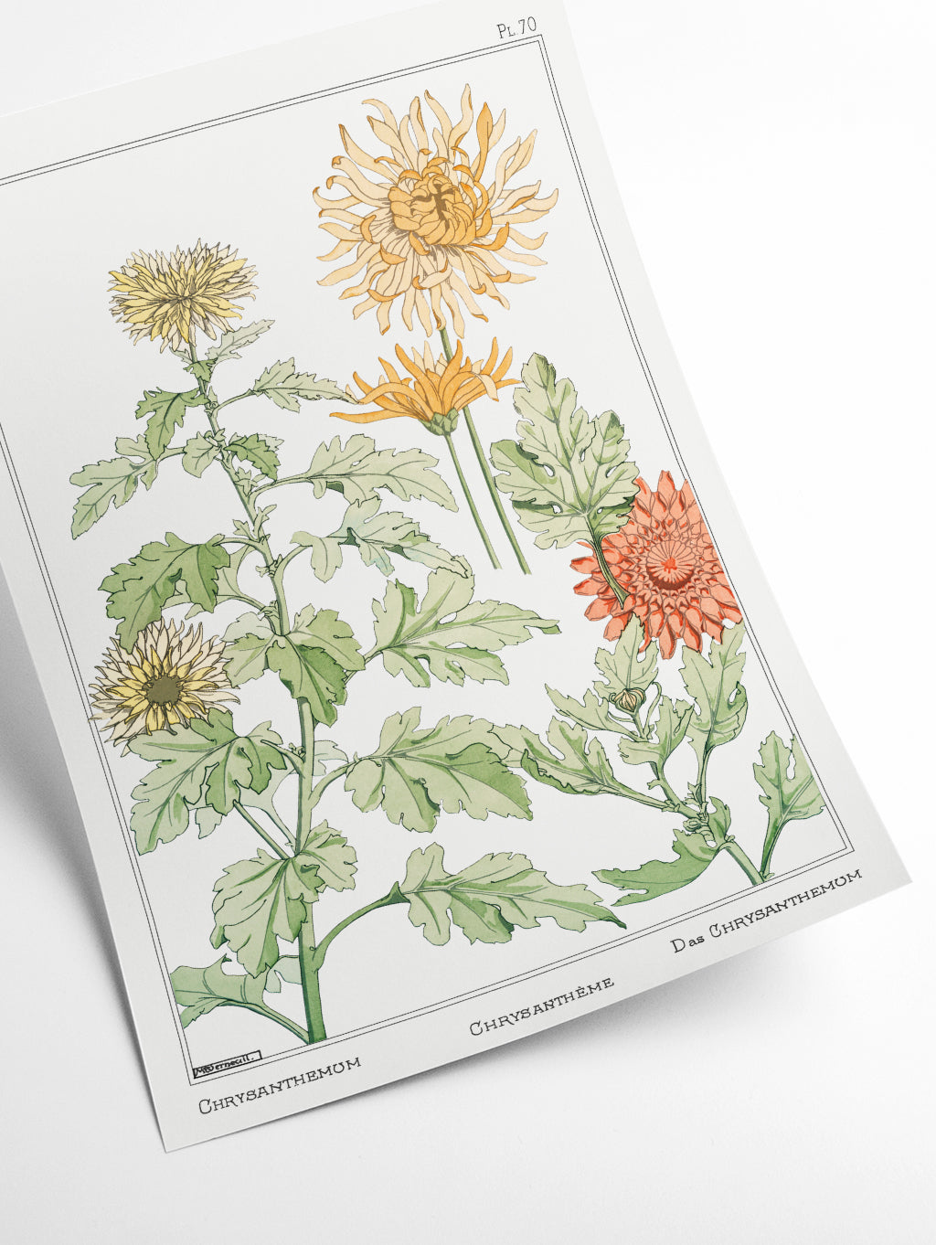 Chrysanthème (chrysanthemum) by Maurice Pillard Verneuil